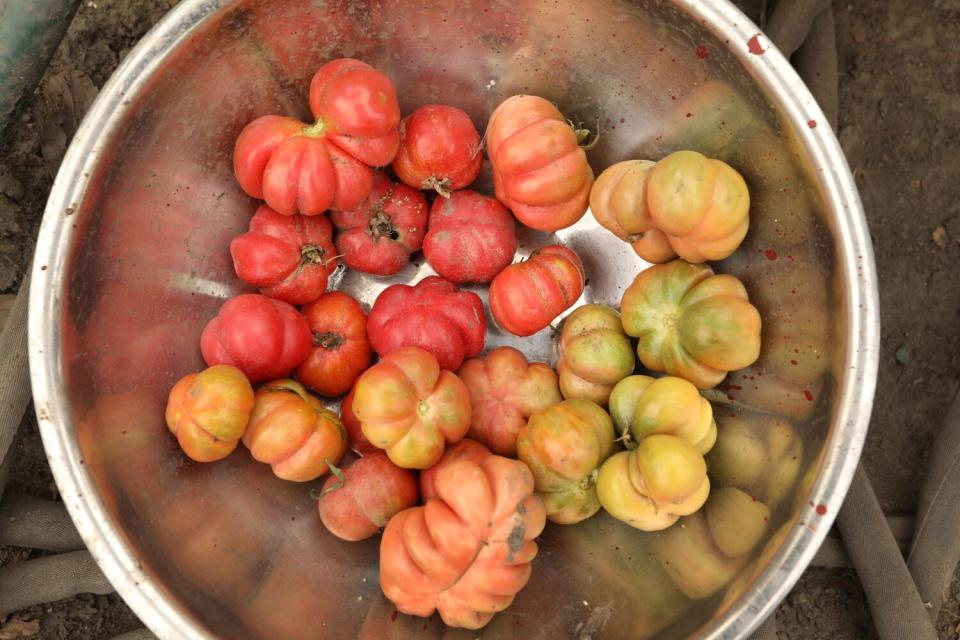 Tomatoes from the Stanford Avalon Community Garden in Watts.