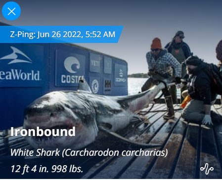 Ironbound is an over 12 foot shark that likes hanging out in Onslow Bay.