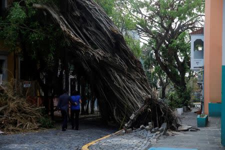 A couple walks by a damaged tree in the Hurricane Maria affected area of Old San Juan, Puerto Rico, October 12, 2017. REUTERS/Shannon Stapleton/Files