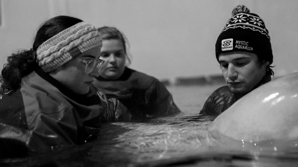 A female beluga whale, named Kharabali, passed away on December 13 at the Mystic Aquarium in Connecticut after being in intensive care for almost 11 days.