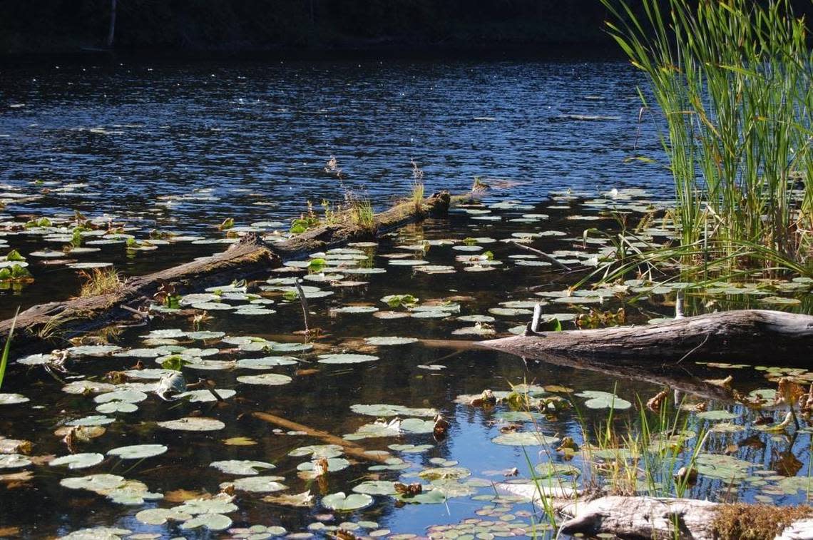 Lily pads dot Squires Lake during a crisp late-summer day in 2015.