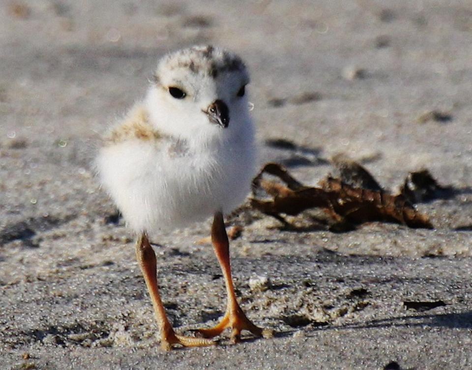 A piping plover chick on a Sea Girt, N.J., beach.