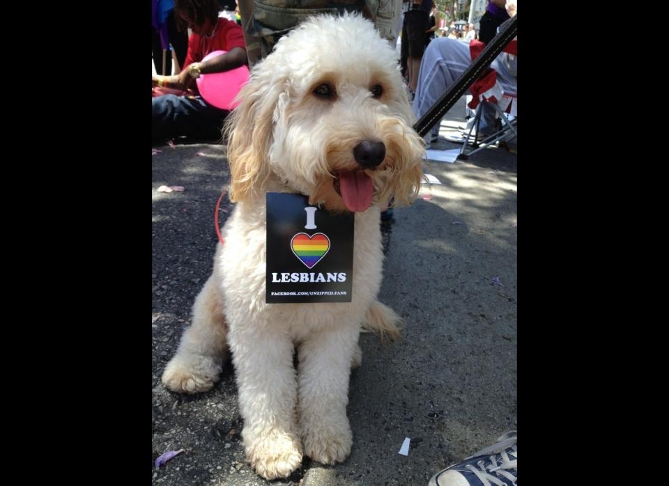 From married couple Andi & Carissa: "Our pup Simon enjoyed his first Pride Parade in West Hollywood on June 10!"    