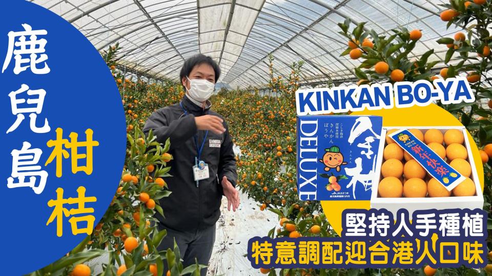 日本水果｜鹿兒島柑桔「KINKAN BO-YA」堅持人手種植 特意調配迎合港人口味