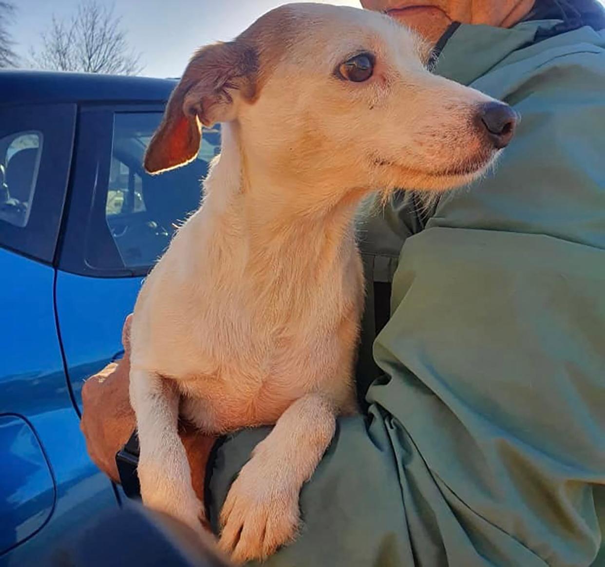 dog saved by drone