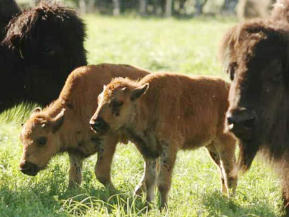 Gary Foster, mayor of the Northern Rockies Regional Municipality, is asking for cattle guards to be installed on the Fort Nelson River Bridge to prevent wood bison from N.W.T. from crossing into B.C. and creating damage to local farms. ( - image credit)