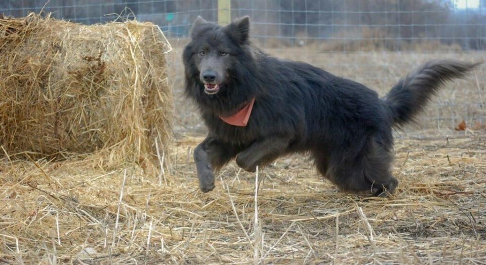 Sirius Black joined a dozen other wolf hybrids at his new home along the Kansas River outside Topeka.