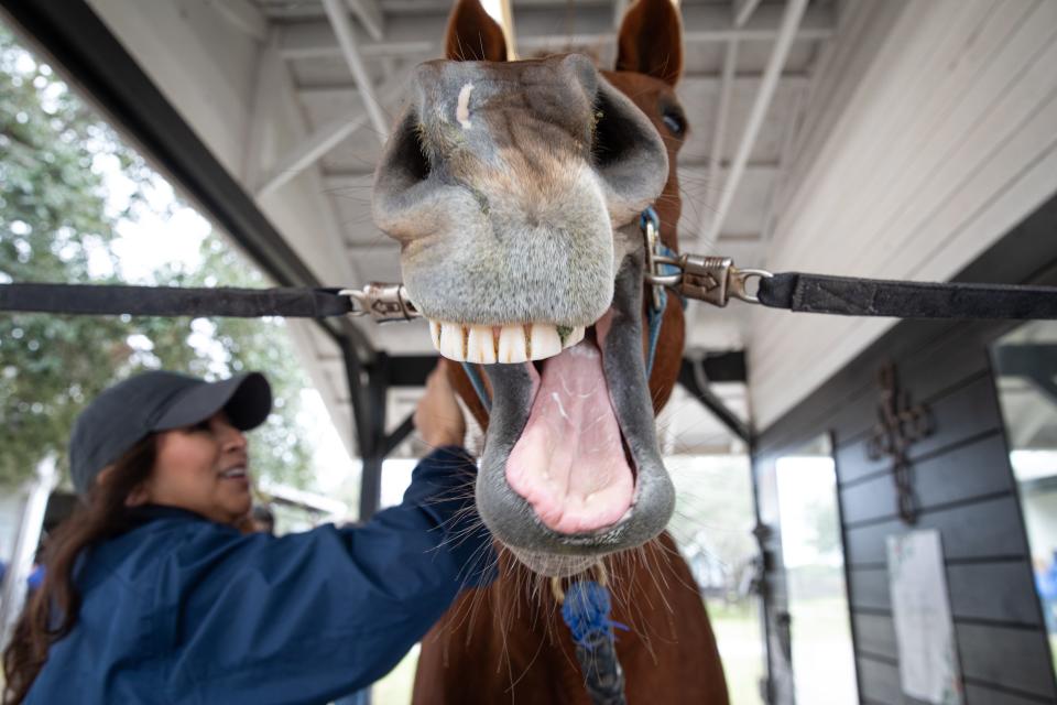 Maggie Cano pats Patton, a chestnut colored horse, on the neck as he yawns at Glenoak Therapeutic Riding Center on Tuesday, Nov. 28, 2023, in Corpus Christi, Texas. Cano volunteered with TAMUCC staff to help groom horses at the riding center.