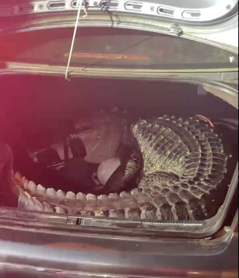 An alligator that appeared on Martin Luther King Jr. Parkway in Jacksonville is restrained in the car trunk of the man and boy who captured it Monday.