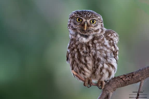 Superb Owl Sunday is swooping in to save your weekend