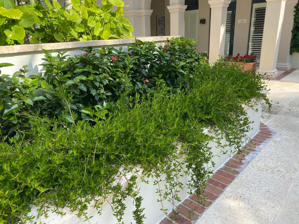 Golden creeper does well when lining an entryway or can be used as ground cover.