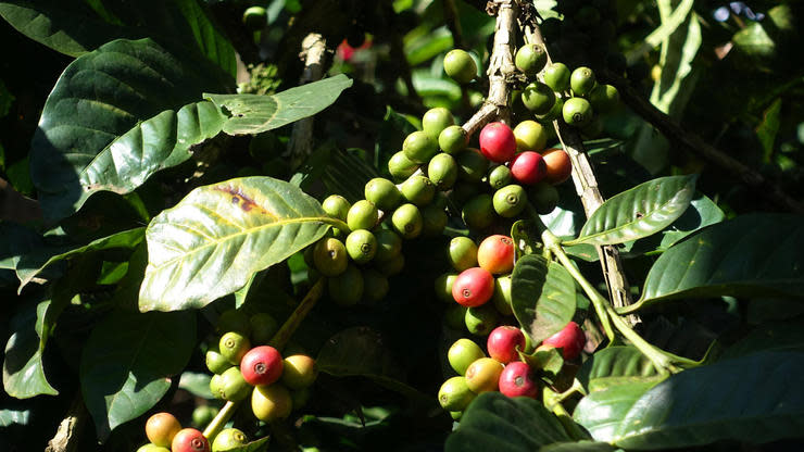 Der Schweizer Biochemiker Chahan Yeretzian warnt vor den Folgen des Klimawandels für den Kaffeeanbau.