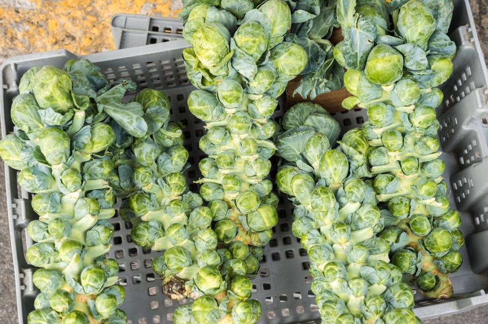 <p>If you see Brussels sprouts available on the stalk at the farmers market from September through November, snatch them up ASAP as that’s when they’re most delicious. The classic way to use this cruciferous vegetable is to <a href="https://www.thedailymeal.com/best-way-cook-brussels-sprouts?referrer=yahoo&category=beauty_food&include_utm=1&utm_medium=referral&utm_source=yahoo&utm_campaign=feed" rel="nofollow noopener" target="_blank" data-ylk="slk:roast it in the oven;elm:context_link;itc:0;sec:content-canvas" class="link ">roast it in the oven</a>, though <a href="https://www.thedailymeal.com/recipes/basic-air-fryer-brussels-sprouts-recipe?referrer=yahoo&category=beauty_food&include_utm=1&utm_medium=referral&utm_source=yahoo&utm_campaign=feed" rel="nofollow noopener" target="_blank" data-ylk="slk:an air fryer also does amazing work;elm:context_link;itc:0;sec:content-canvas" class="link ">an air fryer also does amazing work</a>. For an un-roasted Brussels sprout experience, shave them thin and <a href="https://www.thedailymeal.com/recipes/brussels-sprout-salad-pear-and-pomegranate-recipe?referrer=yahoo&category=beauty_food&include_utm=1&utm_medium=referral&utm_source=yahoo&utm_campaign=feed" rel="nofollow noopener" target="_blank" data-ylk="slk:serve them raw in a salad with other fall favorites, pear and pomegranate;elm:context_link;itc:0;sec:content-canvas" class="link ">serve them raw in a salad with other fall favorites, pear and pomegranate</a>.</p>