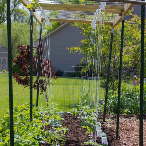 8 DIY Tomato Trellis Ideas to Provide Support and Style in Your