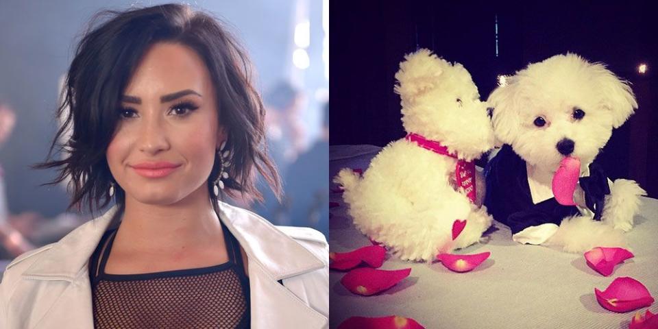 Demi Lovato's Dog, Buddy