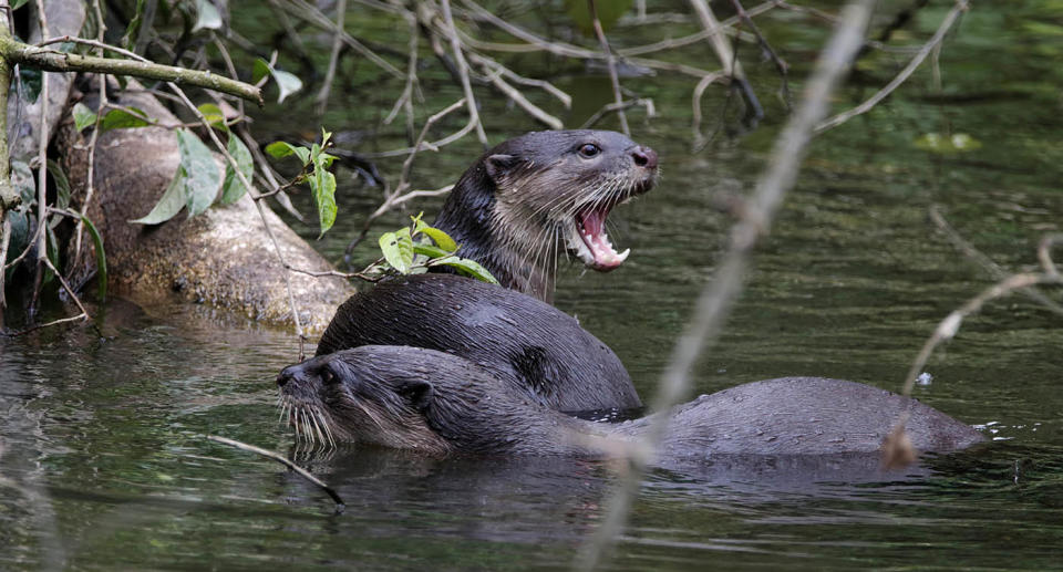 An otter in the water with its mouth open bearing its teeth at something off camera.