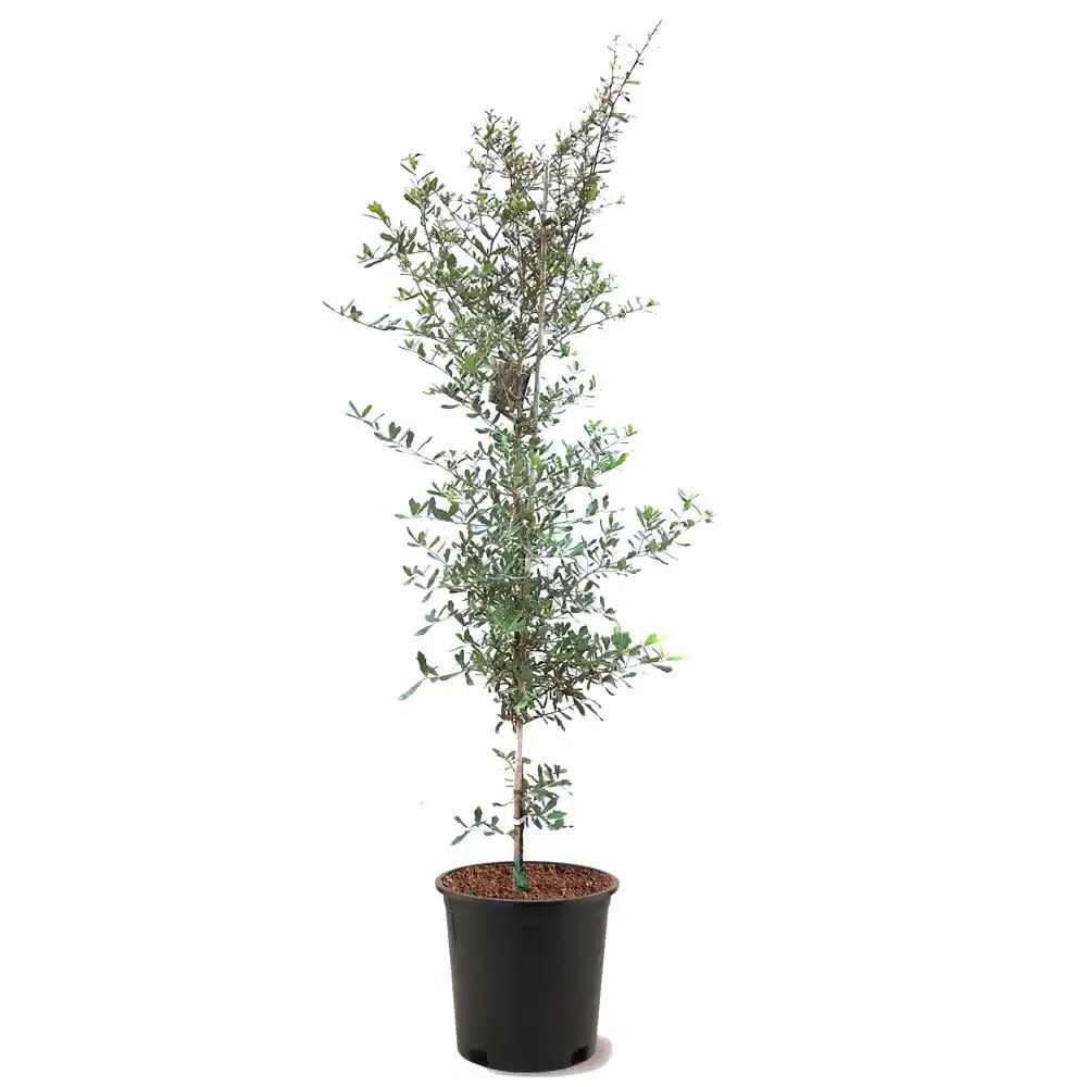 southern live oak evergreen tree, garden landscaping