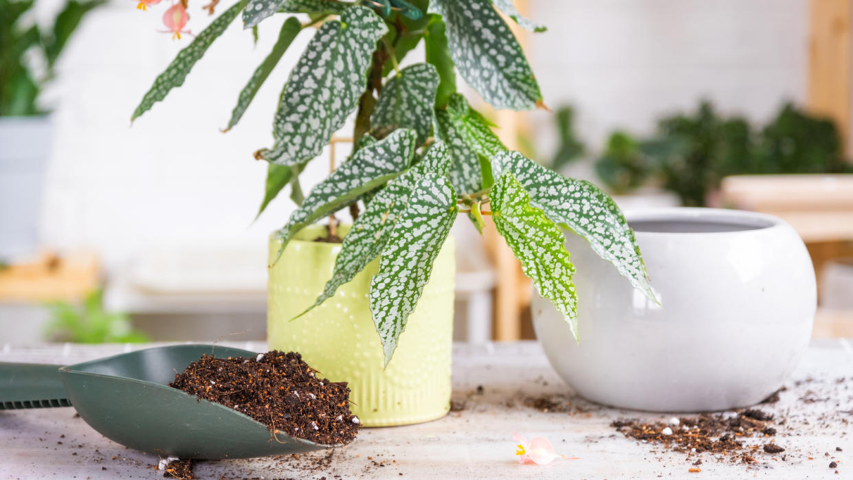  A houseplant in a yellow pot, with a small green scoop filled with brown fertilizer next to it and a round white empty plant pot. 