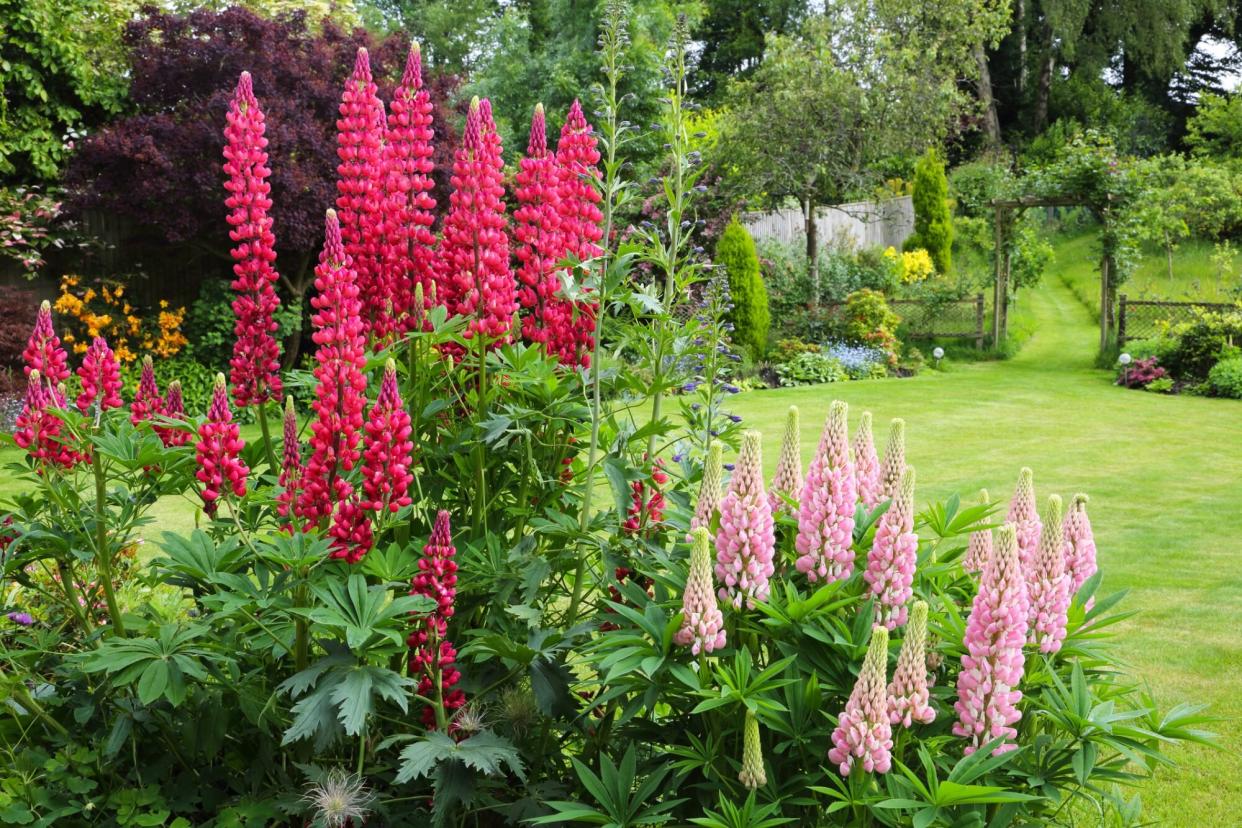 Flowers in a garden. (Getty Images)