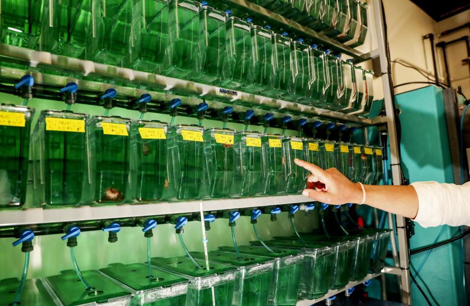 Hamdoun points at rows of greenish tanks holding sea urchins