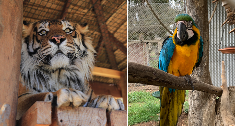 Zambi houses a number of exotic species including tigers and macaws. Source: Zambi