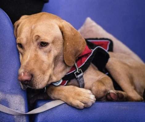 Robert Redford, a 5-year-old Labrador who loves to swim, is looking for his forever home.