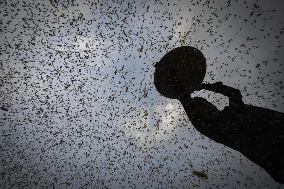 FILE - A farmer harvests rice crop in a paddy field on the outskirts of Guwahati, India, Tuesday, June 6, 2023. Global prices for food commodities like grain and vegetable oil fell last year from record highs in 2022, when Russia’s war in Ukraine, drought and other factors helped worsen hunger worldwide, the U.N. Food and Agriculture Organization said Friday, Jan. 5, 2024. (AP Photo/Anupam Nath, File)