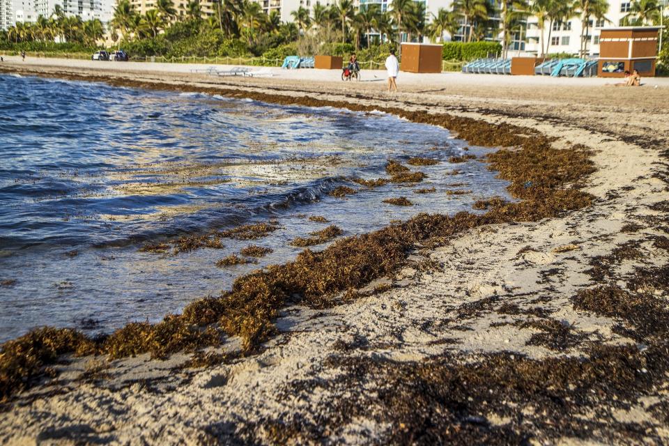 FILE - Sargassum sits on the beach in Miami Beach, Fla., Aug. 25, 2022. On shore, sargassum is a nuisance — carpeting beaches and releasing a pungent smell as it decays. For hotels and resorts, clearing the stuff off beaches can amount to a round-the-clock operation. (Pedro Portal/Miami Herald via AP)