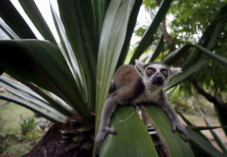 A Ring Tail lemur sits on a leaf at the Lemurs Park, a private eco-tourism enterprise which hosts nine species, near Antananarivo Madagascar in this December 5, 2006 file photo. REUTERS/Radu Sigheti/Files