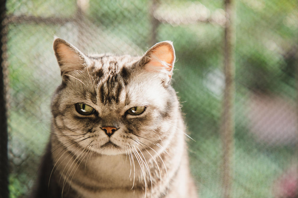 Cat with a dissatisfied face Getty Images/Kilito Chan