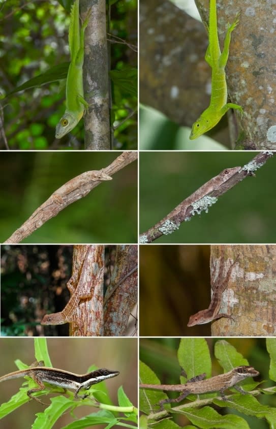 This figure illustrates pairs of anole lizard species from different islands that have independently evolved matching traits. From left to right, the top row depicts giant tree crown specialists Anolis cuvieri (Puerto Rico) and A. garmani (Jama