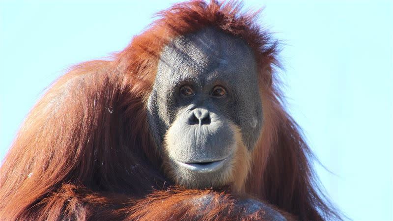 印尼一隻紅毛猩猩「波妮」（Pony）從小被人類偷走後淪為鄉村男性的性奴。（示意圖／翻攝自PIXABAY）