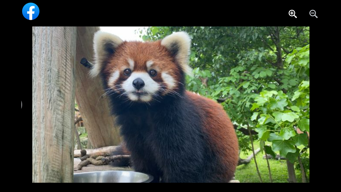 Hazel is part of a red panda subspecies with a darker face than their cousins, the zoo said. Memphis Zoo via Facebook