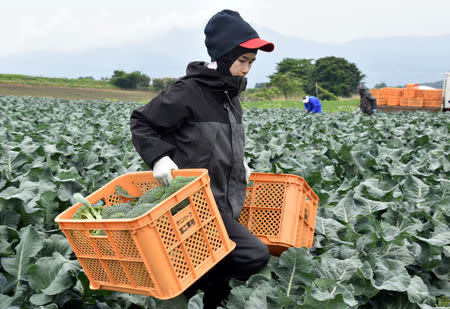 Workers from Thailand work at Green Leaf farm, in Showa Village, Gunma Prefecture, Japan, June 6, 2018. REUTERS/Malcolm Foster