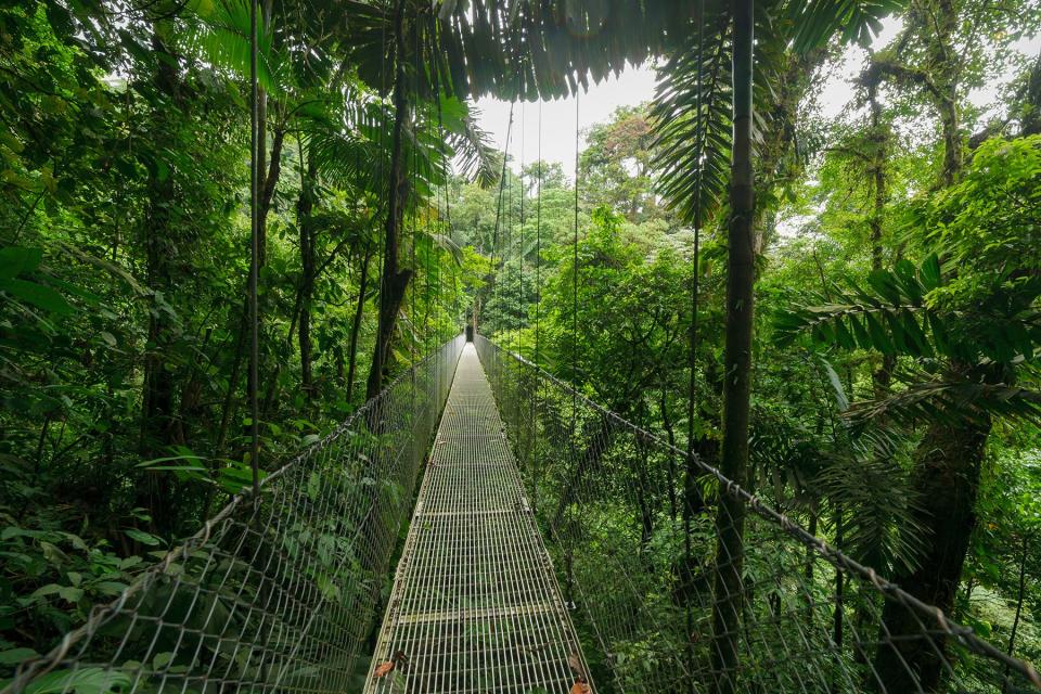 Hanging suspension bridge in Monteverde cloud forest reserve Costa Rica