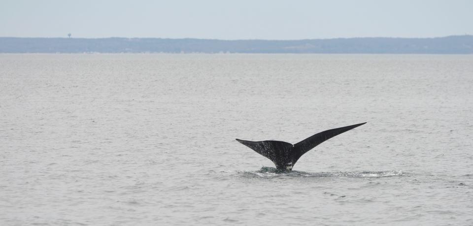 CAPE COD BAY -- 04/01/24 -- A right whale dives deeper into the water showing off its flukes.
A team from the Center for Coastal Studies was out in Cape Cod Bay Monday searching for North Atlantic right whales. 
Aboard the research vessel Shearwater, the group documented right whale sightings and collected zooplankton samples. Eighteen to 19 right whales were seen on the almost nine hour trip.
Photos taken under the Center for Coastal Studies’ NOAA permit 25740-02. 
Merrily Cassidy/Cape Cod Times