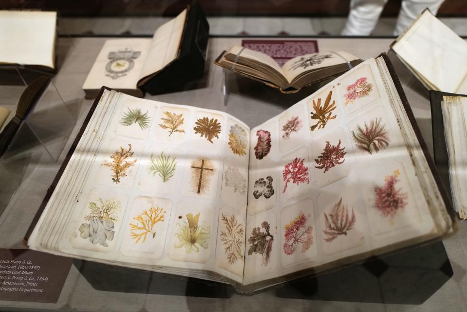 Some of the books featuring different types of seaweed drawings at the newly opened A Singularly Marine & Fabulous Produce: The Cultures of Seaweed at the New Bedford Whaling Museum.