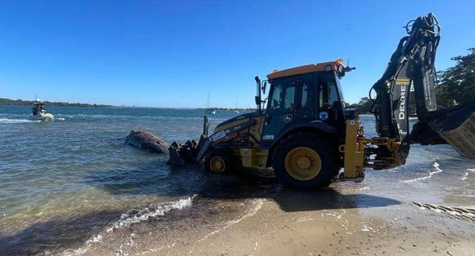 A tractor retrieves the whale's body from the beach at Bribie Island.