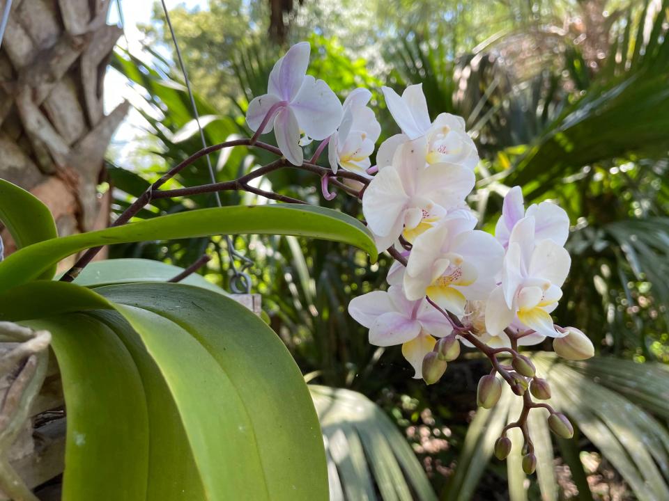 Bring in tropical plants, such as Phalaenopsis orchid, when lows reach 50 degrees F. A short period in the mid-50s helps induce bloom spikes.