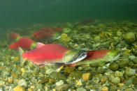 El salmón rojo migra desde al mar en el que vive hasta el río en el que nació para desovar. Algunos ejemplares recorren hasta 1.400 kilómetros y superan niveles de unos 2.000 metros antes de poner sus huevos. (Foto: Getty Images).