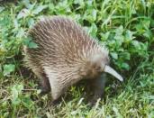 The long-beaked echidna, with its unmissable snout, is the oldest living mammal in the world. Usually found in Papua New Guinia, it is considered critically endangered as there are currently three living species of echidna and two which have become extinct. (Picture: Wikipedia)