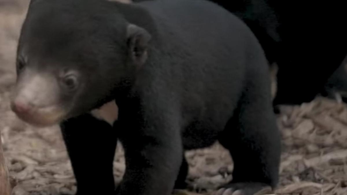 Adorable Sun Bear Cub Takes Her Very First Steps