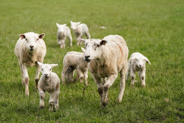 Newborn lambs in Warwickshire