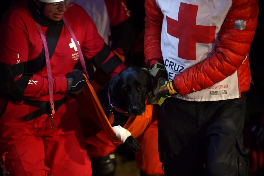 Perros rescatistas mexicanos: Así entrenan estos perritos para salvar vidas. Foto: Claudio Cruz | AFP