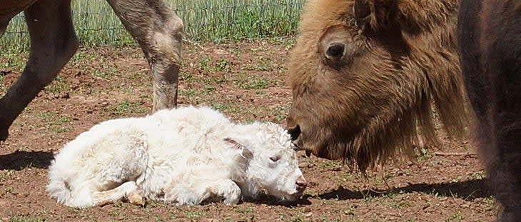 White bison calf with its mom at Bearizona