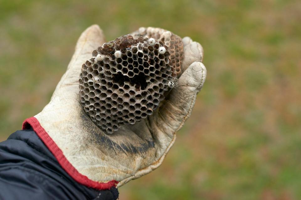 Work glove holds wasp honeycomb