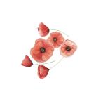 <p>“I love<strong> poppies</strong> because they bring whimsy. The delicate petals appear to float and the jumble of stems adds playfulness and imperfection, like they’ve been foraged from the wild. My favorite place to put them is a bedside table.”</p><p><strong>—Heidi Woodman <a href="https://www.instagram.com/hauslove/" rel="nofollow noopener" target="_blank" data-ylk="slk:@hauslove;elm:context_link;itc:0" class="link ">@hauslove</a></strong></p>