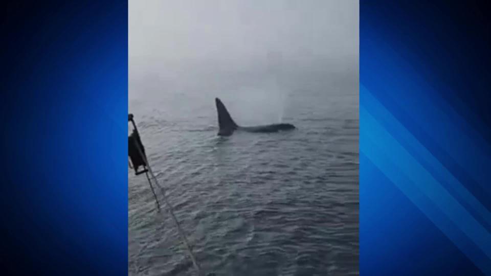 Orca spotted 40 miles east of Nantucket by fisherman Jerry Leeman