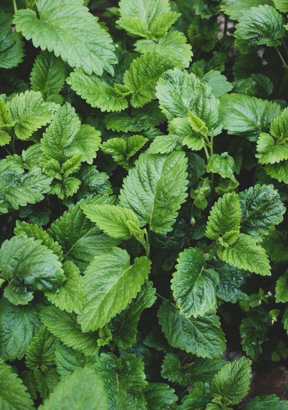 <p>Lemon balm has a bright, citrusy flavor that's often used as a substitute for mint in dishes such as fruit salads or iced tea. It's also divine simply floated in water as a refreshing sip on a hot day.</p><p><a class="link " href="https://go.redirectingat.com?id=74968X1596630&url=https%3A%2F%2Fwww.burpee.com%2Flemon-balm-mandarina-prod500749.html&sref=https%3A%2F%2Fwww.veranda.com%2Foutdoor-garden%2Fg35122682%2Fperennial-herbs%2F" rel="nofollow noopener" target="_blank" data-ylk="slk:SHOP LEMON BALM PLANTS;elm:context_link;itc:0;sec:content-canvas">SHOP LEMON BALM PLANTS</a></p>