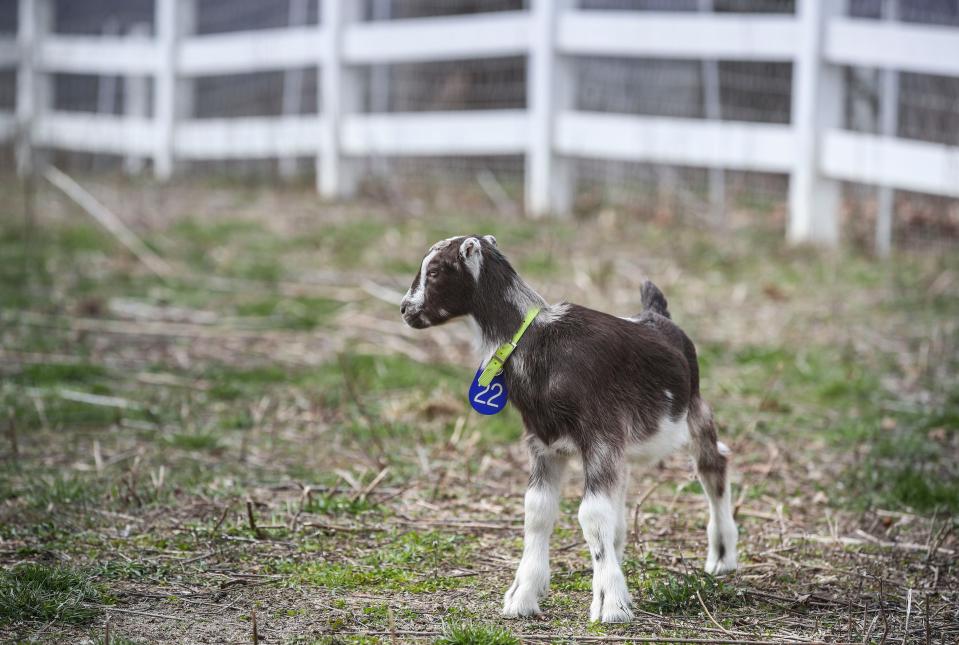 A baby goat checks out the grazing area at Sirocco Ridge Farm in Henryville, Ind.